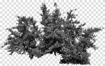 Bush PNG Black And White Transparent Bush Black And White.PNG ...