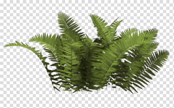 Bush Png Image