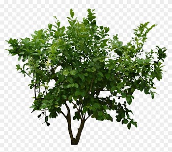 Bush Png Image With Trees Top View Psd - Bush Png