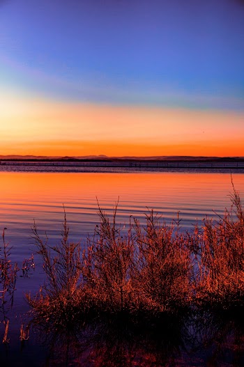 Bushes Besides Body of Water during Sunset