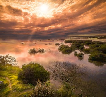 Bushes on Body of Water