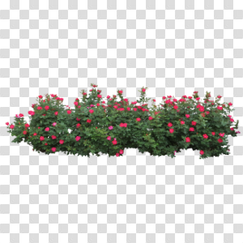 Bushes Png File