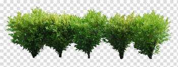 Bushes Png Image