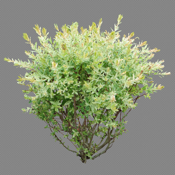 Bushes PNG images free download, bush PNG