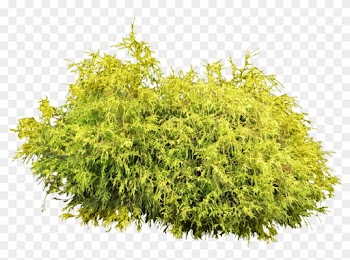 Bushes Png Images Free Download, Bush Png - Shrub Png