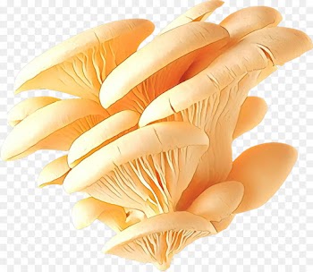 Business, Business Idea, Pleurotus, Mushroom, Orange PNG