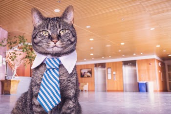 Business Cat Free Photo 