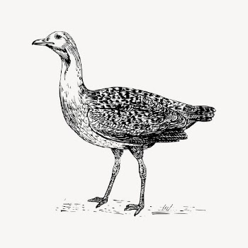 Bustard bird clipart, vintage animal | Free Vector - rawpixel