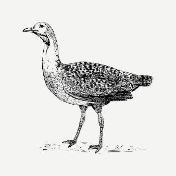 Bustard bird drawing, animal vintage | Free PSD - rawpixel