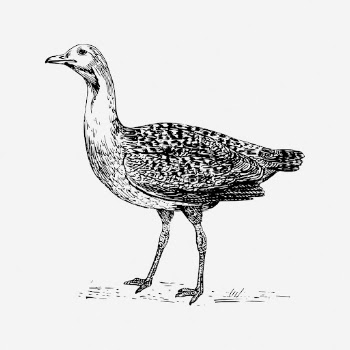 Bustard bird drawing, vintage animal | Free Photo - rawpixel