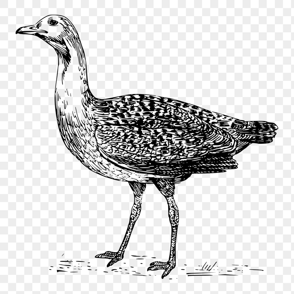 Bustard bird png sticker, animal | Free PNG - rawpixel