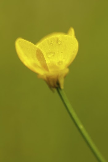 Buttercup background, closeup. Free public | Free Photo - rawpixel