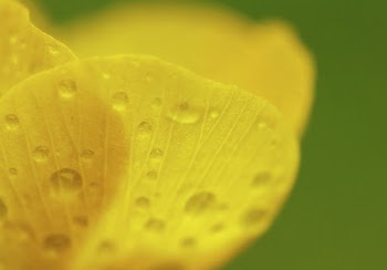 Buttercup closeup. Free public domain | Free Photo - rawpixel