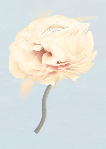Buttercup flower sticker vector, pastel beige… | Free stock illustration | High Resolution graphic