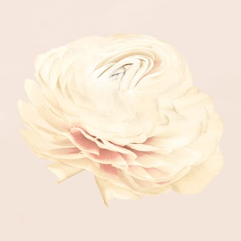 Buttercup flower sticker vector, pastel beige… | Free stock illustration | High Resolution graphic