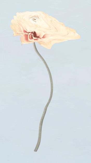 Buttercup flower sticker vector, pastel beige… | Free stock illustration | High Resolution graphic