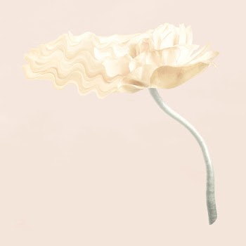 Buttercup flower sticker vector, pastel beige… | Free stock illustration | High Resolution graphic