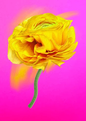 Buttercup flower sticker vector, yellow… | Free stock illustration | High Resolution graphic