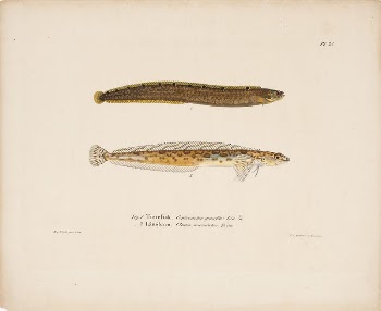 Butterfish ; daubed blenny, 1836 | Free Photo - rawpixel
