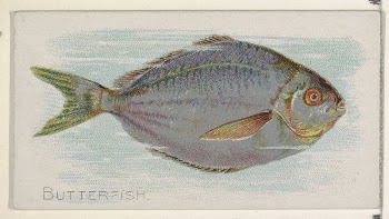 Butterfish, from the Fish from American | Free Photo - rawpixel