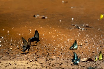 Butterflies