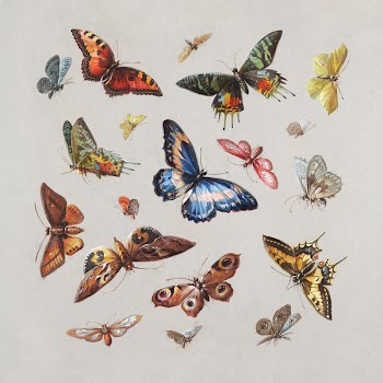 Butterflies and moth (19th century) | Free Photo - rawpixel