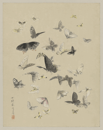 [Butterflies and moths]. Original from the Library | Free Photo - rawpixel