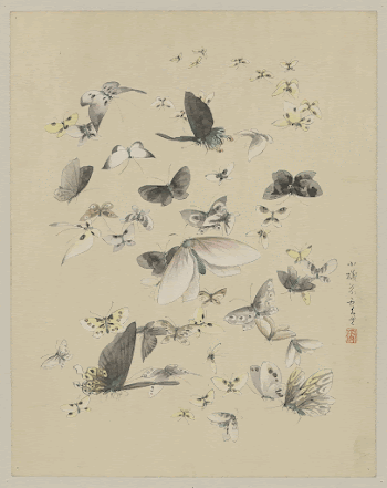 [Butterflies and moths]. Original from the Library | Free Photo - rawpixel