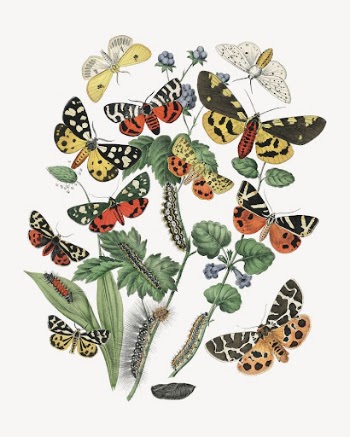 Butterflies collage element, vintage illustration | Free PSD Illustration - rawpixel
