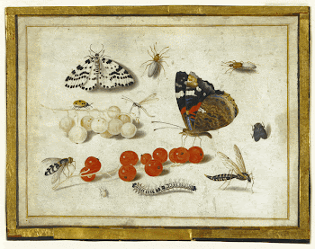 Butterflies, Insects, and Currants; Jan | Free Photo - rawpixel