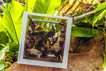 Butterflies Inside the Box
