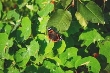 Butterfly and caterpillars