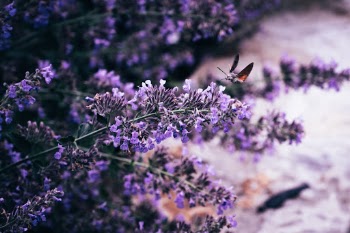 Butterfly and lavender
