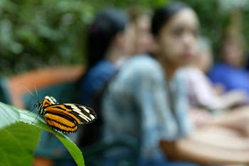 Butterfly_and_OOF.jpg