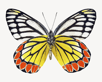 Butterfly animal collage element psd | Free PSD - rawpixel