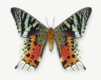 Butterfly animal collage element psd | Free PSD - rawpixel