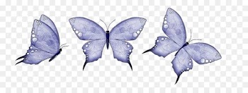 Butterfly Animation - butterfly 