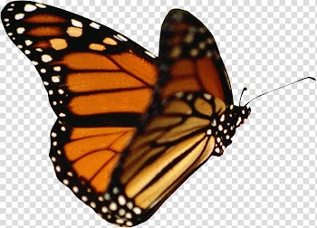 Butterfly Animation , ps format transparent background PNG clipart