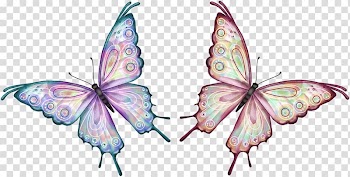 Butterfly Animation , shadow box transparent background PNG clipart