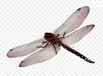 Butterfly Ant Dragonfly Portable Network Graphics Clip art - butterfly 
