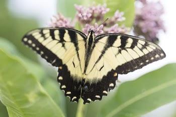 Butterfly background, Eastern Tiger Swallowtail. | Free Photo - rawpixel