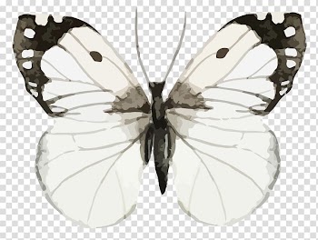 Butterfly, Beautiful butterfly watercolor transparent background PNG clipart
