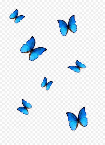 Butterfly Blue Phengaris alcon - blue butterfly 
