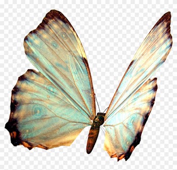 Butterfly Borboleta Jardim Garden Nature - Бабочки Картинки