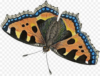 butterfly camberwell beauty insect moths and butterflies moth