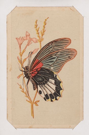 Butterfly card from the Butterflies | Free Photo - rawpixel
