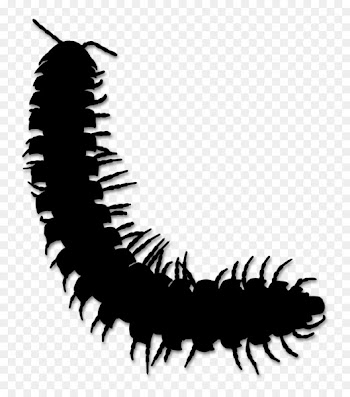 Butterfly Clip art Eyelash Moth Lepidoptera -  
