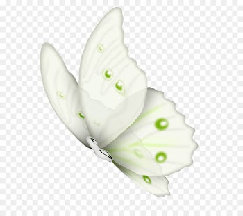 Butterfly Clip art Insect Illustration Portable Network Graphics - butterfly 