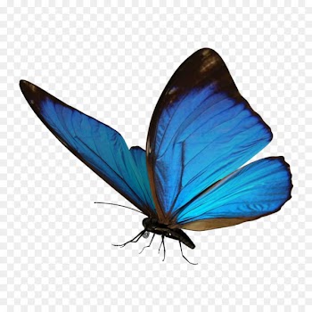 Butterfly Clip art PicsArt Photo Studio Portable Network Graphics Insect - butterfly 