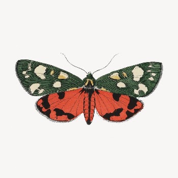 Butterfly clip art, vintage insect | Free PSD Illustration - rawpixel